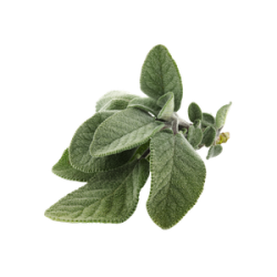 SALVIA