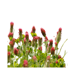TRIFOGLIO ROSSO
